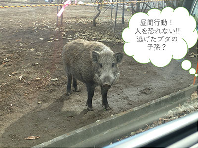 震災後に逃げ出した家畜ブタ遺伝子の行方