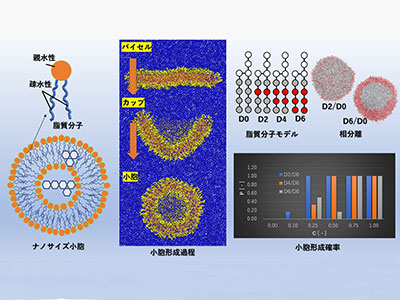 局所分子組成制御が拓くナノサイズ小胞形成メカニズム